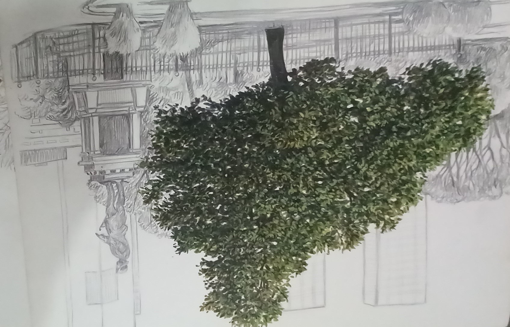 Arboles históricos argentinos. La imperiosa necesidad de revalorizarlos 