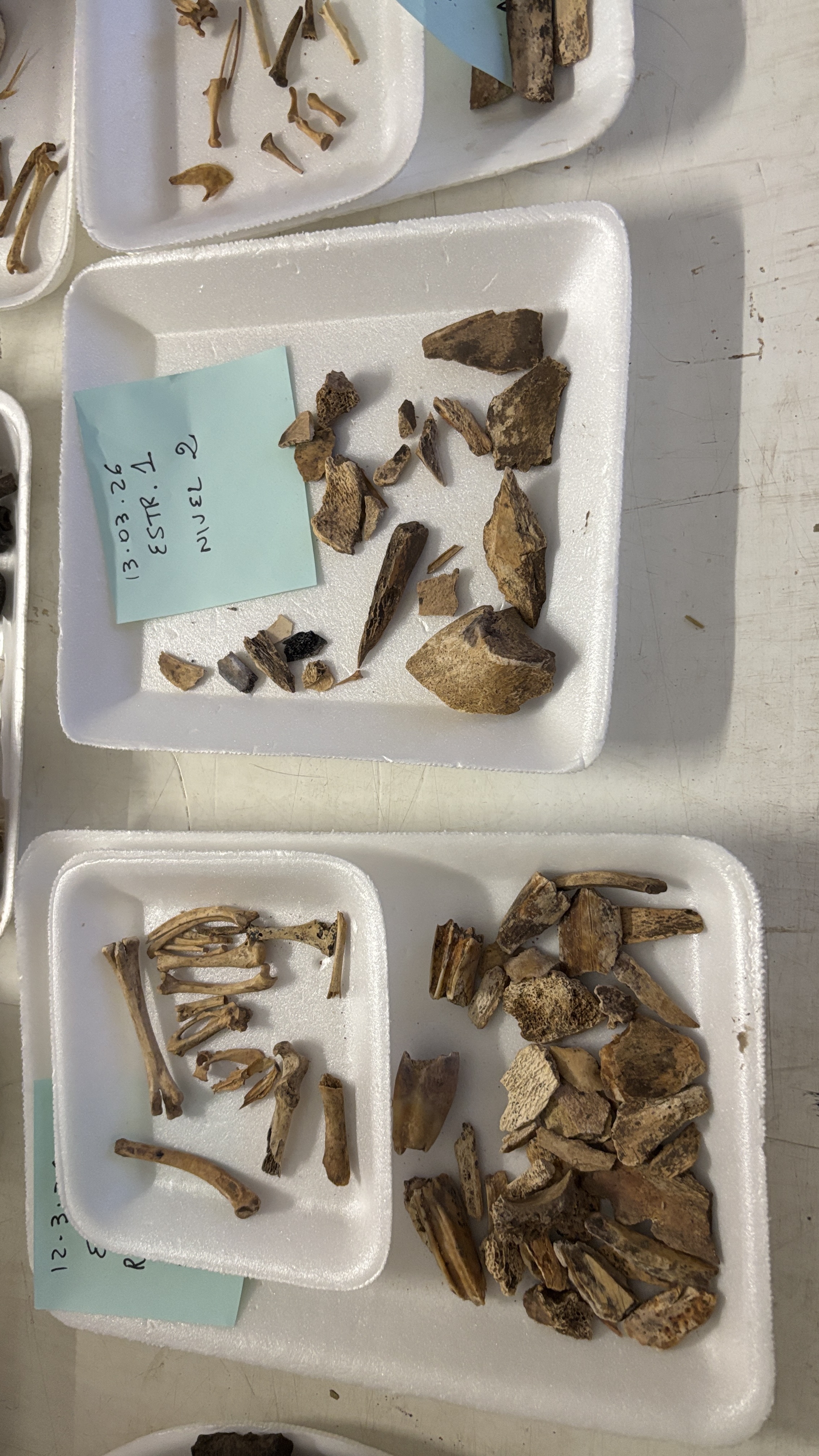 Se iniciaron las obras de excavación arqueológica en la Casa Blaquier - Imagen 4